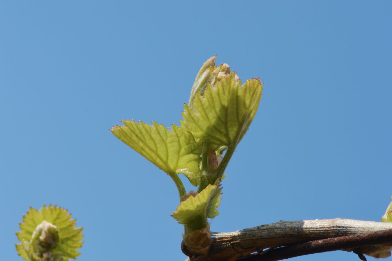 Vignoble Macro 4-Feuilles sorties 0080
